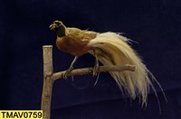 藏品(小天堂鳥)的圖片